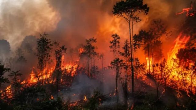 Singapura Tegur 7 Perusahaan Indonesia soal Kabut Asap